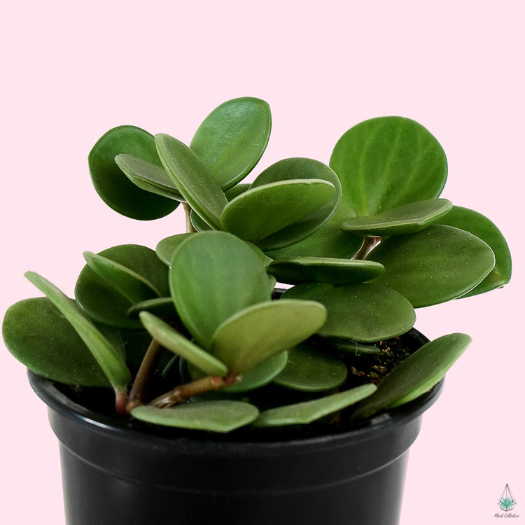 Peperomia Hope