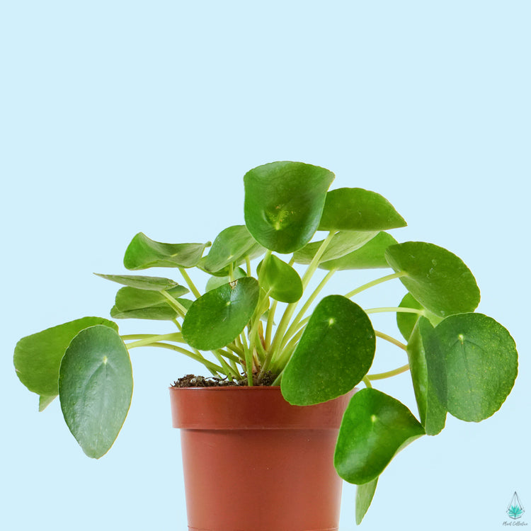 Pilea Pancake Plant - Plant Collective