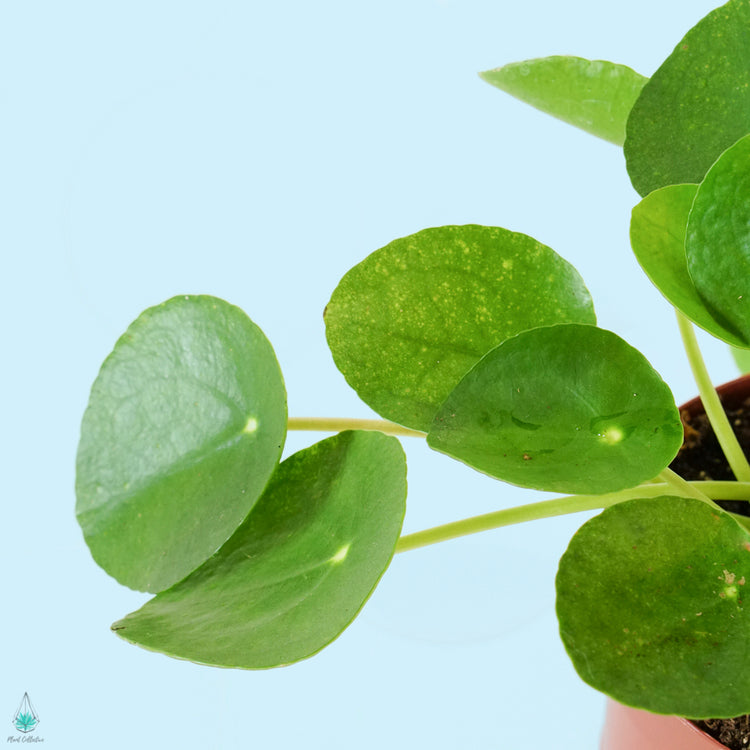 Pilea Pancake Plant - Plant Collective