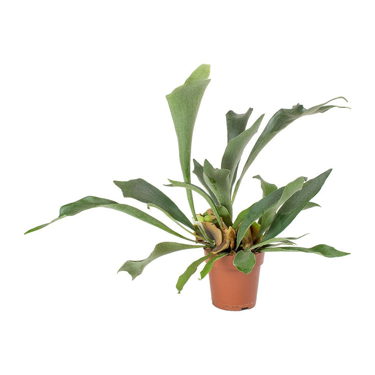 The Tropical House Plant Bundle - By Plant Collective | Indoor House Plants, Succulents, Air Plants & Terrariums - Toronto Canada