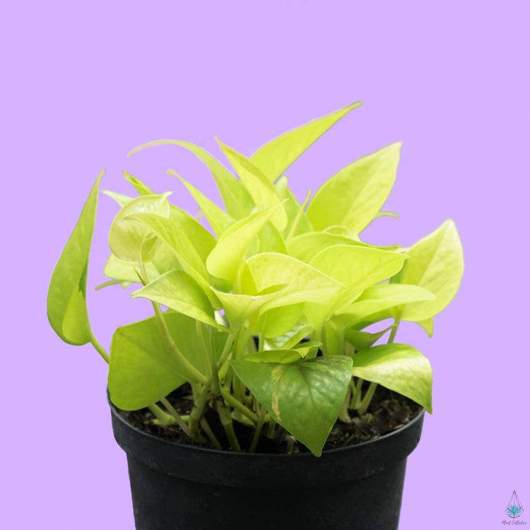 Neon Pothos