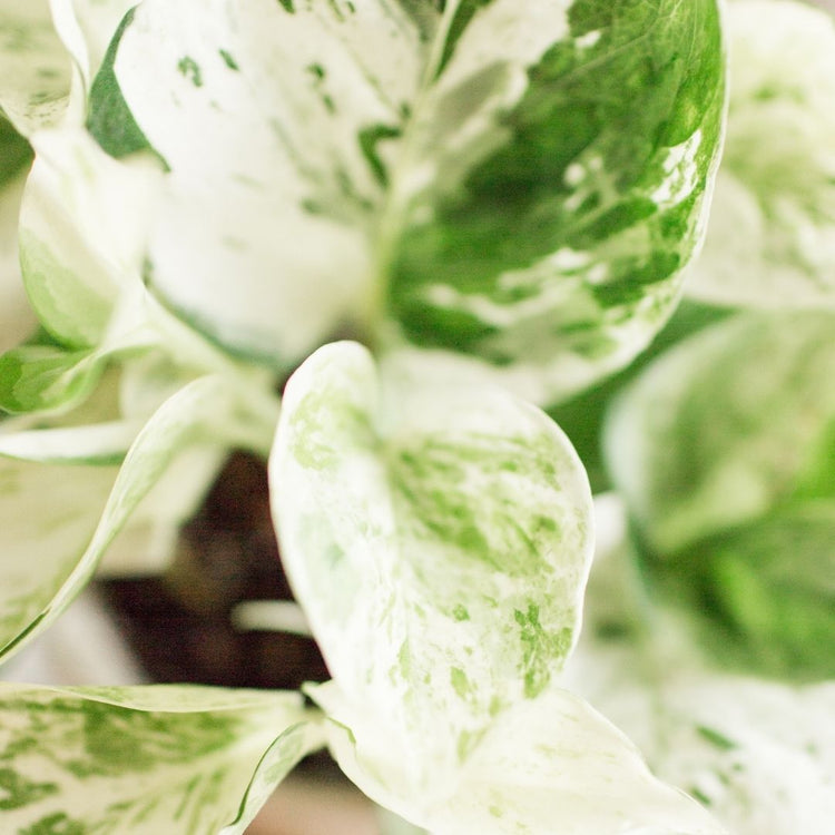 Pearls and Jade Pothos