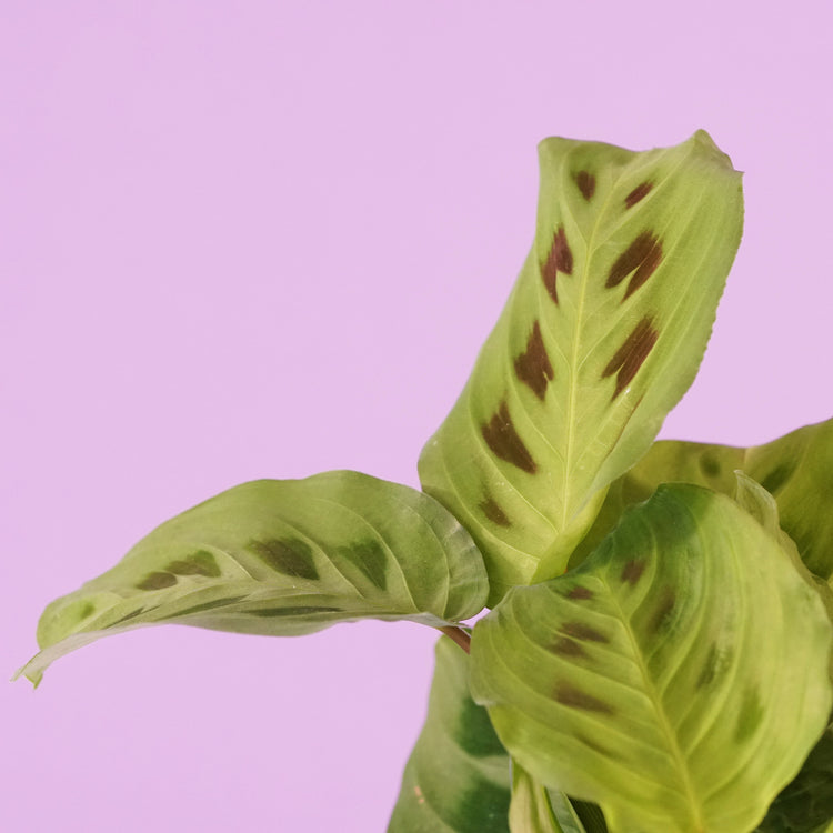 Prayer Plant (Maranta) - Plant Collective