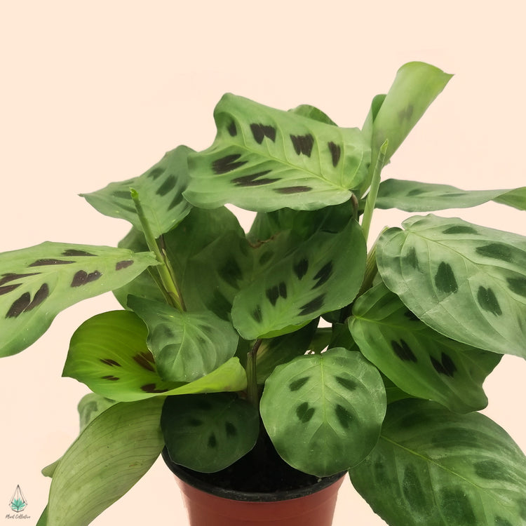 Assorted Prayer Plant (Maranta)