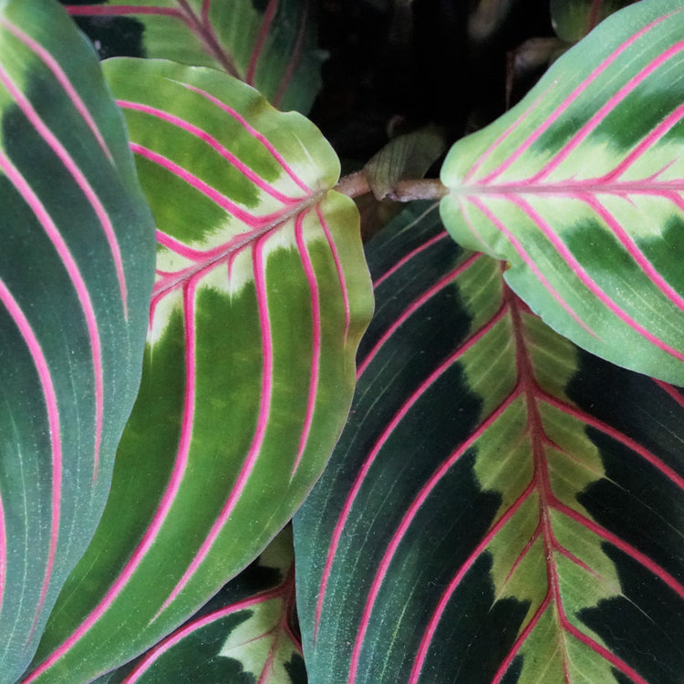 Prayer Plant (Maranta) - Plant Collective