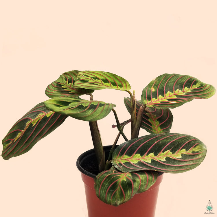 Assorted Prayer Plant (Maranta)