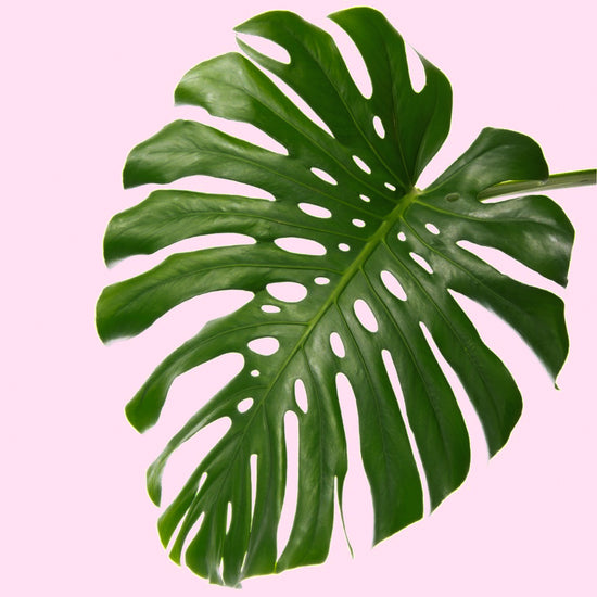 monstera deliciosa draft Monstera Deliciosa (Cuttings)