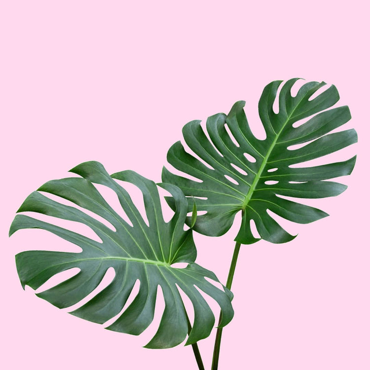 Monstera Deliciosa (Cuttings)