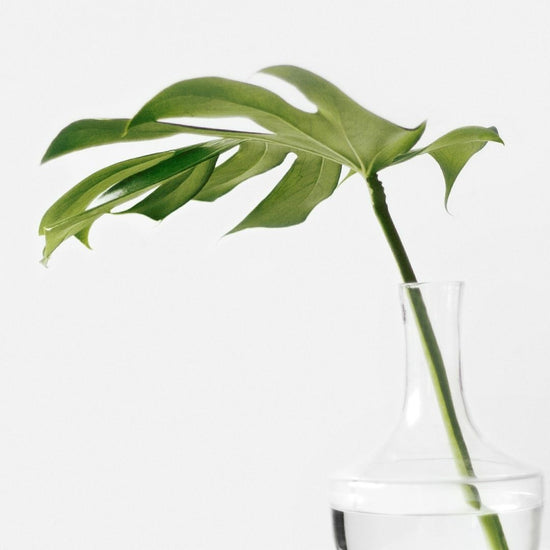 monstera cutting for sale Monstera Deliciosa (Cuttings)