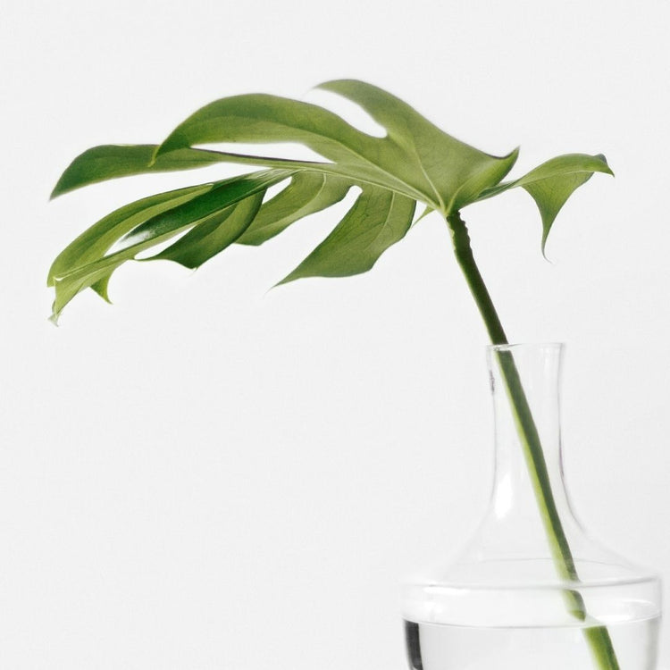 Monstera Deliciosa (Cuttings)