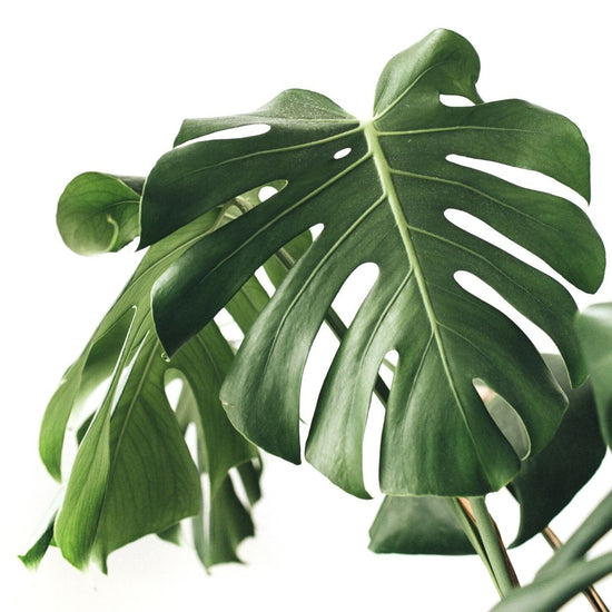 monstera deliciosa translation Monstera Deliciosa (Cuttings)