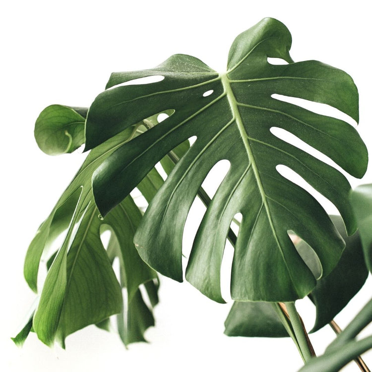 Monstera Deliciosa (Cuttings)