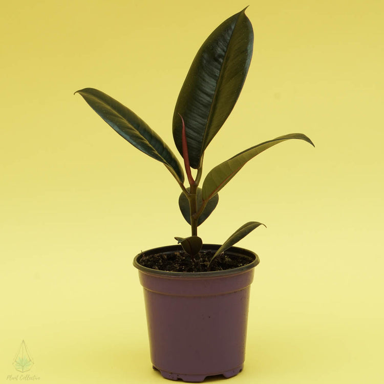 Rubber Plant (Ficus Elastica) - Plant Collective