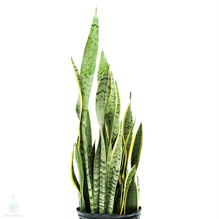 Snake Plant (Laurentii)