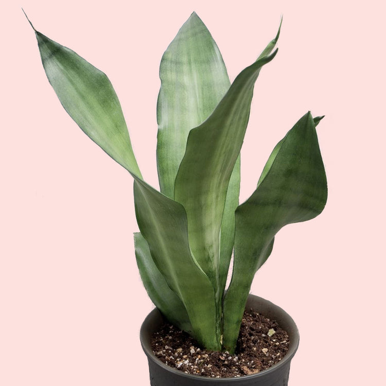 Snake Plant (Moonshine)