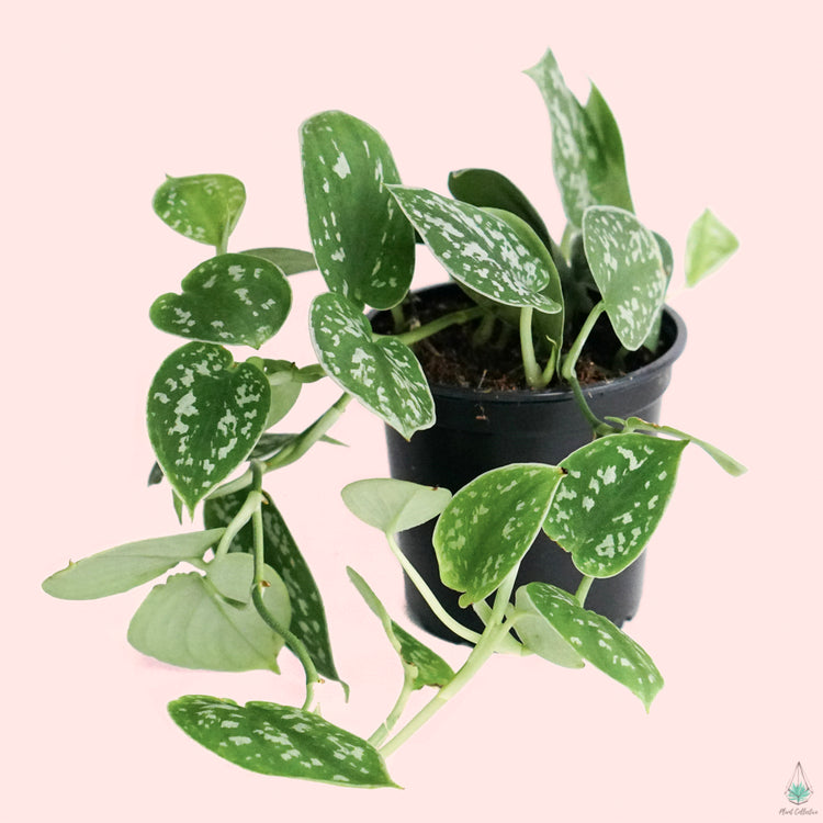 Satin Pothos