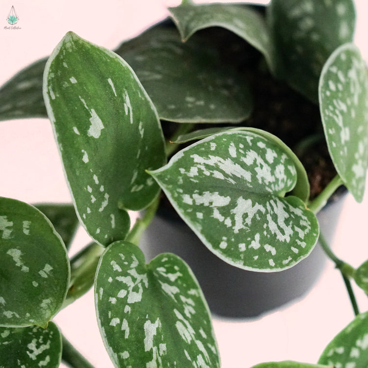 Satin Pothos