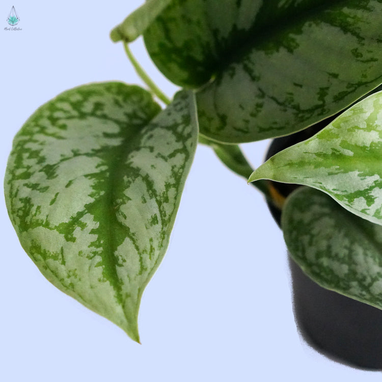 Pothos 'Exotica'