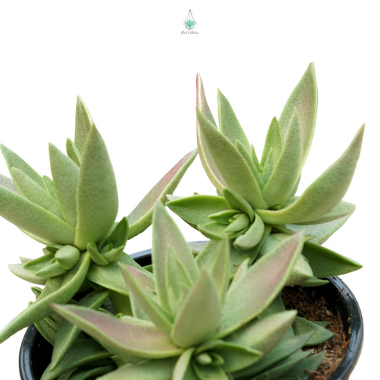 shark tooth succulent care Shark's Tooth Crassula