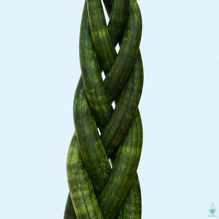 Snake Plant (Braided)