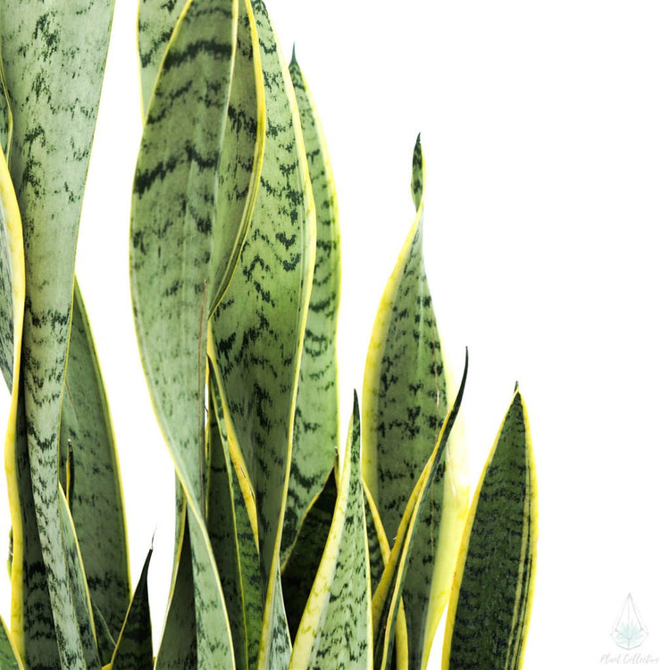 Snake Plant (Laurentii)