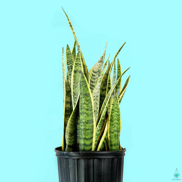 Snake Plant (Laurentii)