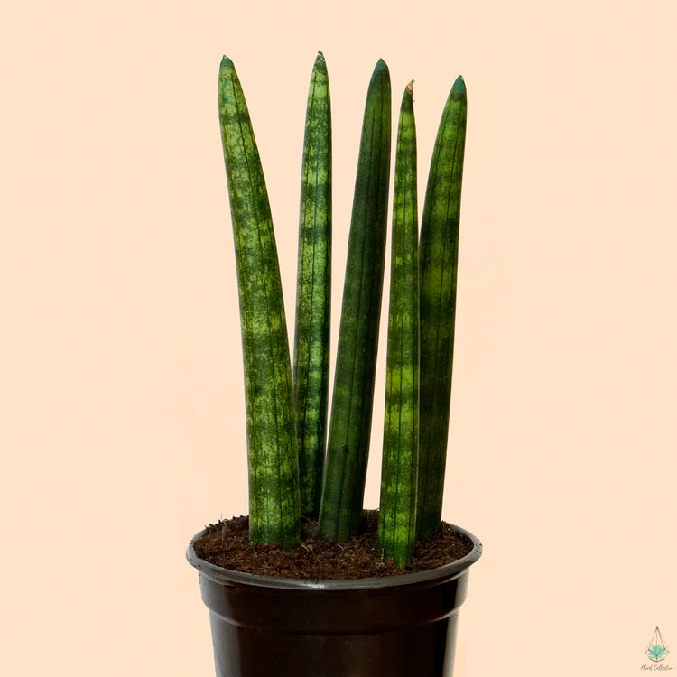 Snake Plant (Assorted)