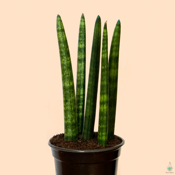 sansevieria cylindrica grande Snake Plant (Cylindrica)