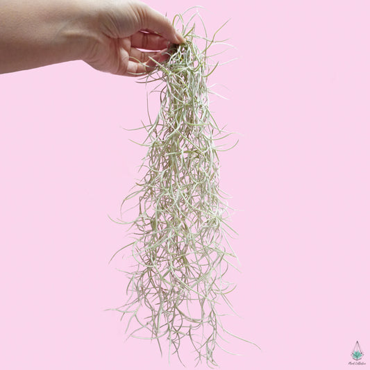 Living Spanish Moss - Plant Collective