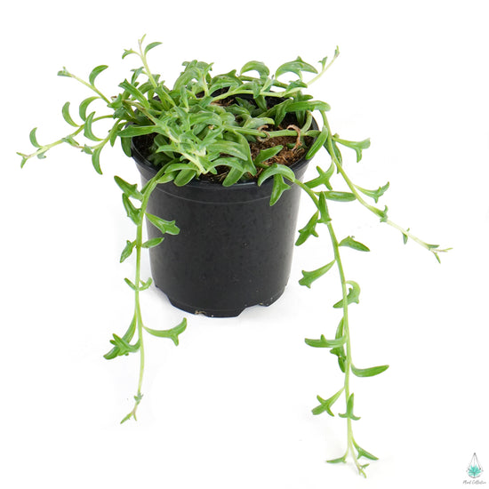 dolphin succulent canada String of Dolphins