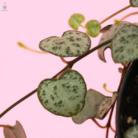 String of Hearts (Ceropegia Woodii)