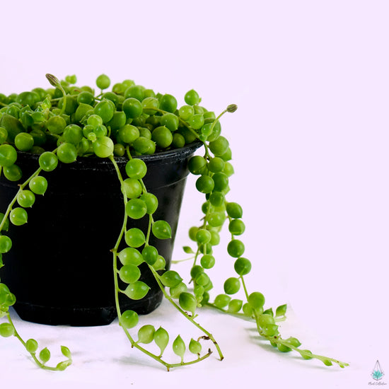 String of Pearls - Plant Collective