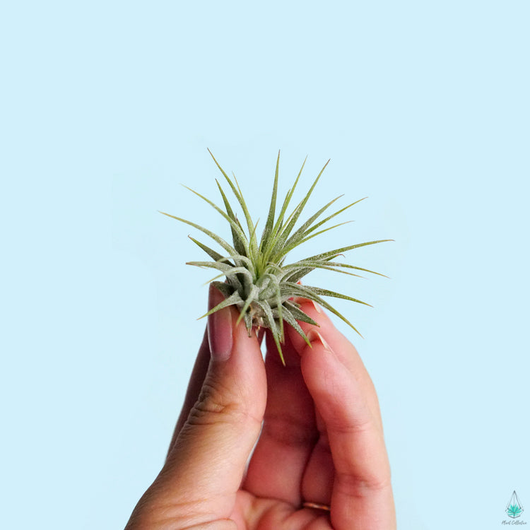 Tillandsia Ionantha Airplant - Plant Collective