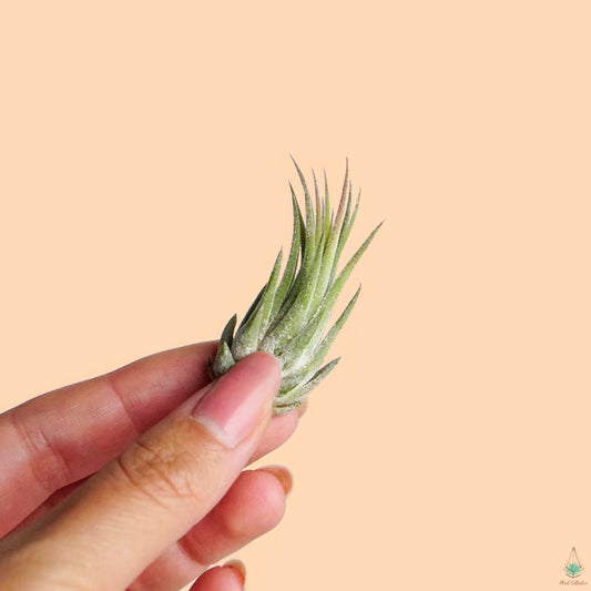 Ionantha Scaposa - Plant Collective