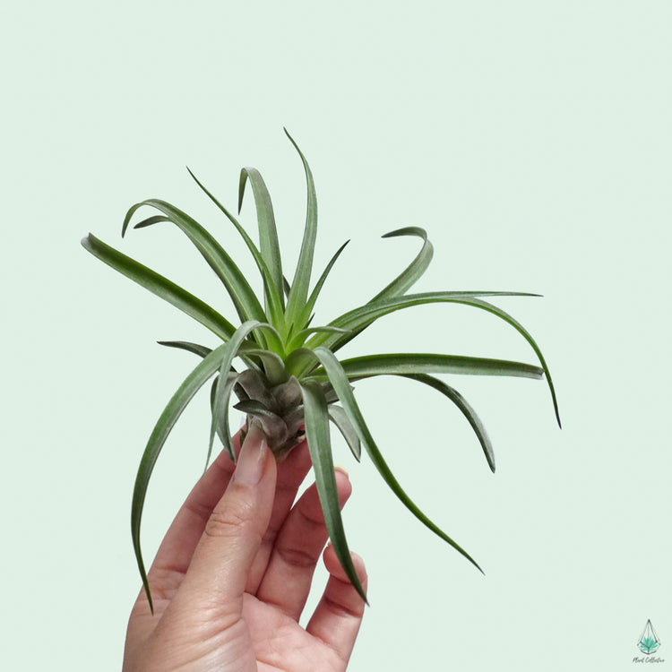 Tillandsia Abdita