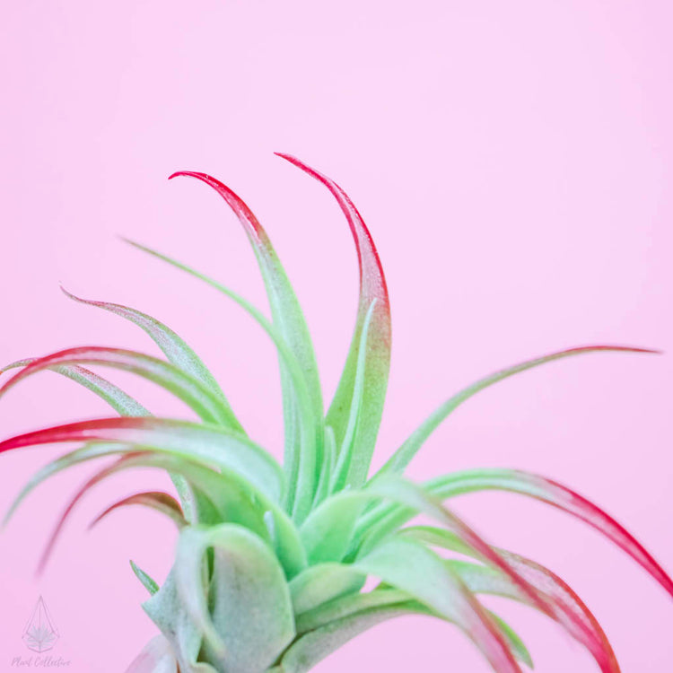 Tillandsia Brachycaulos Air Plant (RED)