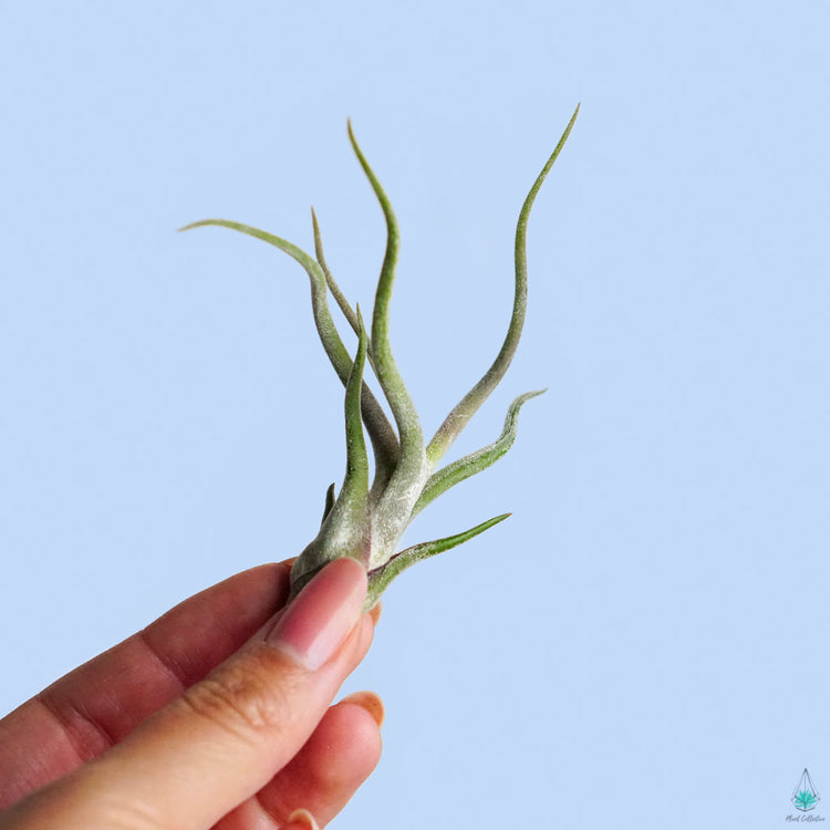 Tillandsia Caput Medusae Air Plant (Medusa) - Plant Collective