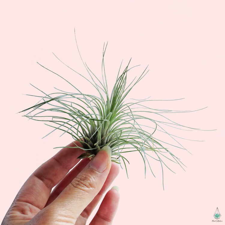 Tillandsia Filifolia