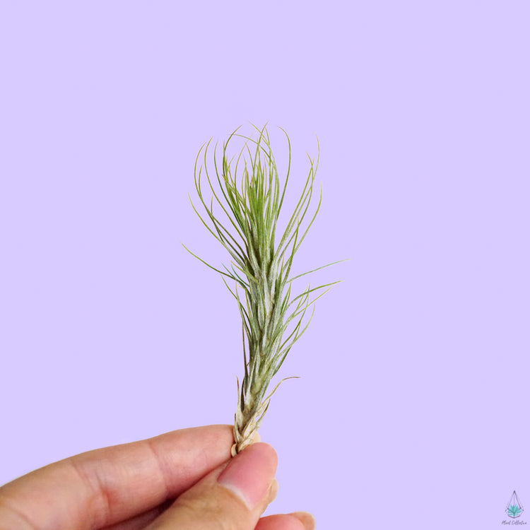 Air Plant Party Pack (Small) - Plant Collective