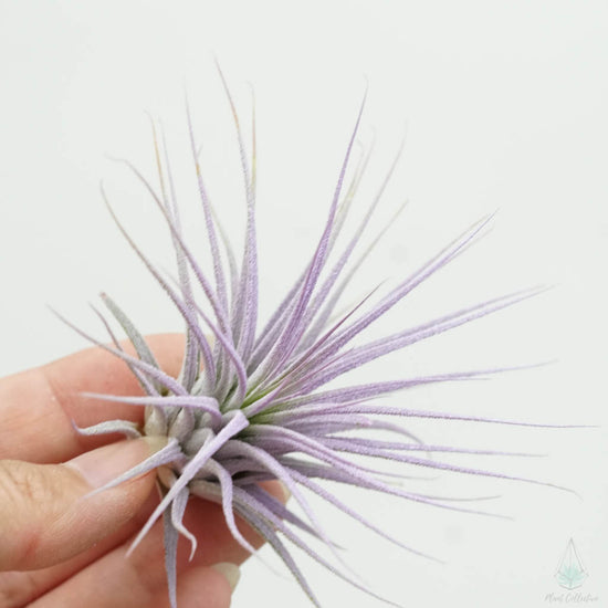 Blooming Tillandsia Ionantha (LILAC) - By Plant Collective | Indoor House Plants, Succulents, Air Plants & Terrariums - Toronto Canada