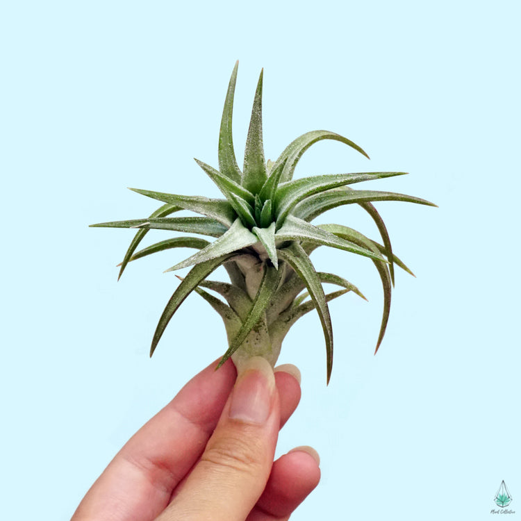 Tillandsia Vanhyningii