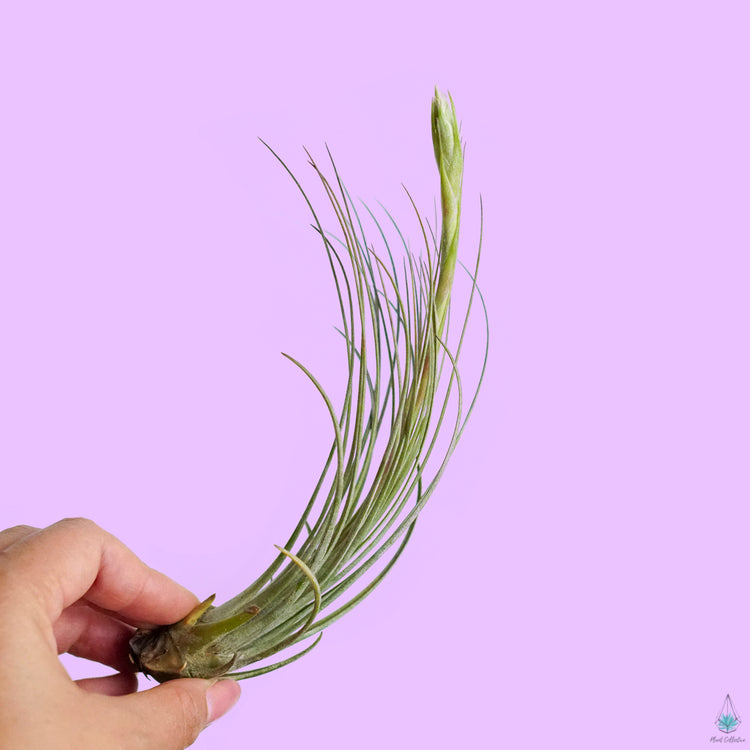 Tillandsia Juncea - Plant Collective