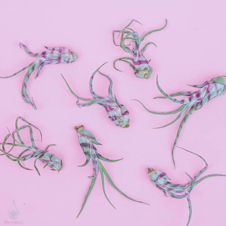 Striped Tillandsia Medusa (Purple) - Plant Collective