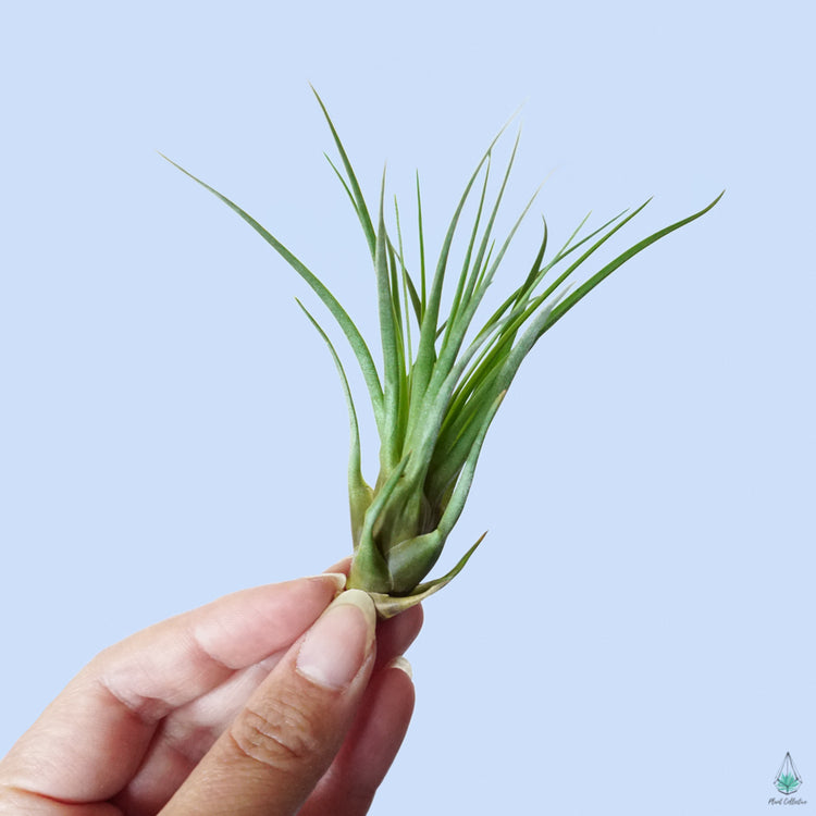 Tillandsia Melanocrater - Plant Collective