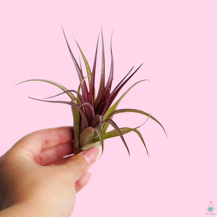 Air Plant Party Pack (Medium) - Plant Collective