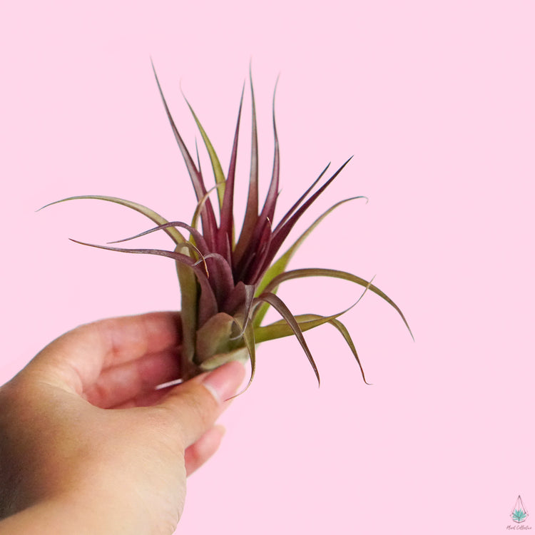 Tillandsia Multiflora Air Plant - Plant Collective