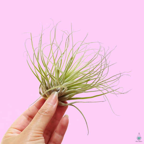 oaxacana air plant Tillandsia Oaxacana