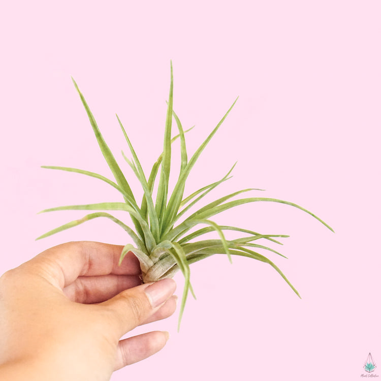 Tillandsia Plagiotropica - Plant Collective