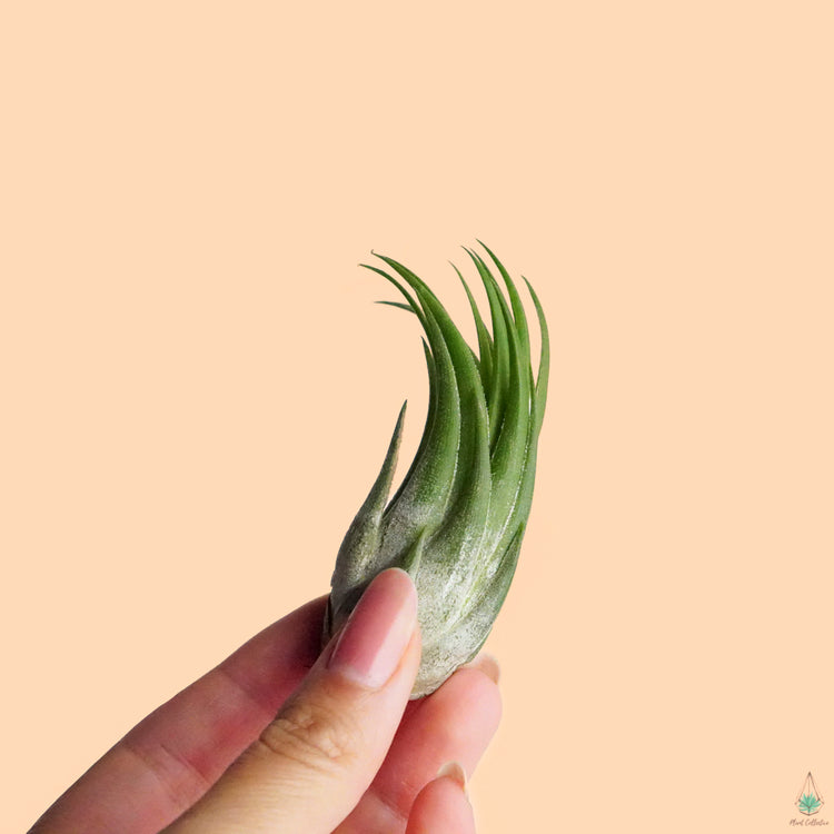 Ionantha Scaposa - Plant Collective