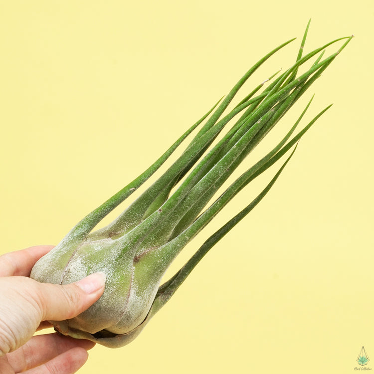 Tillandsia Seleriana (King Size Air Plants) - Plant Collective